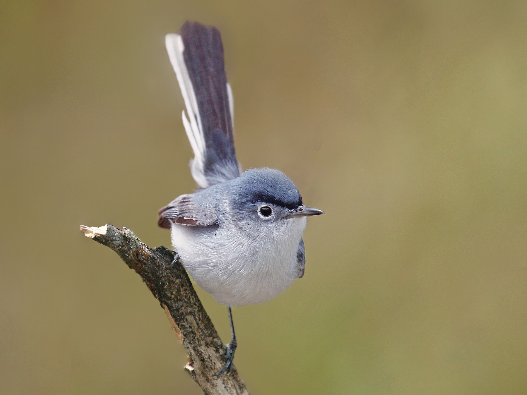 Bird Bio: Blue-Gray Gnatcatcher — The Wood Thrush Shop