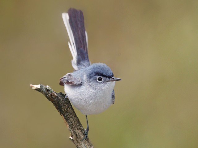 https://cdn.download.ams.birds.cornell.edu/api/v1/asset/308534971/640