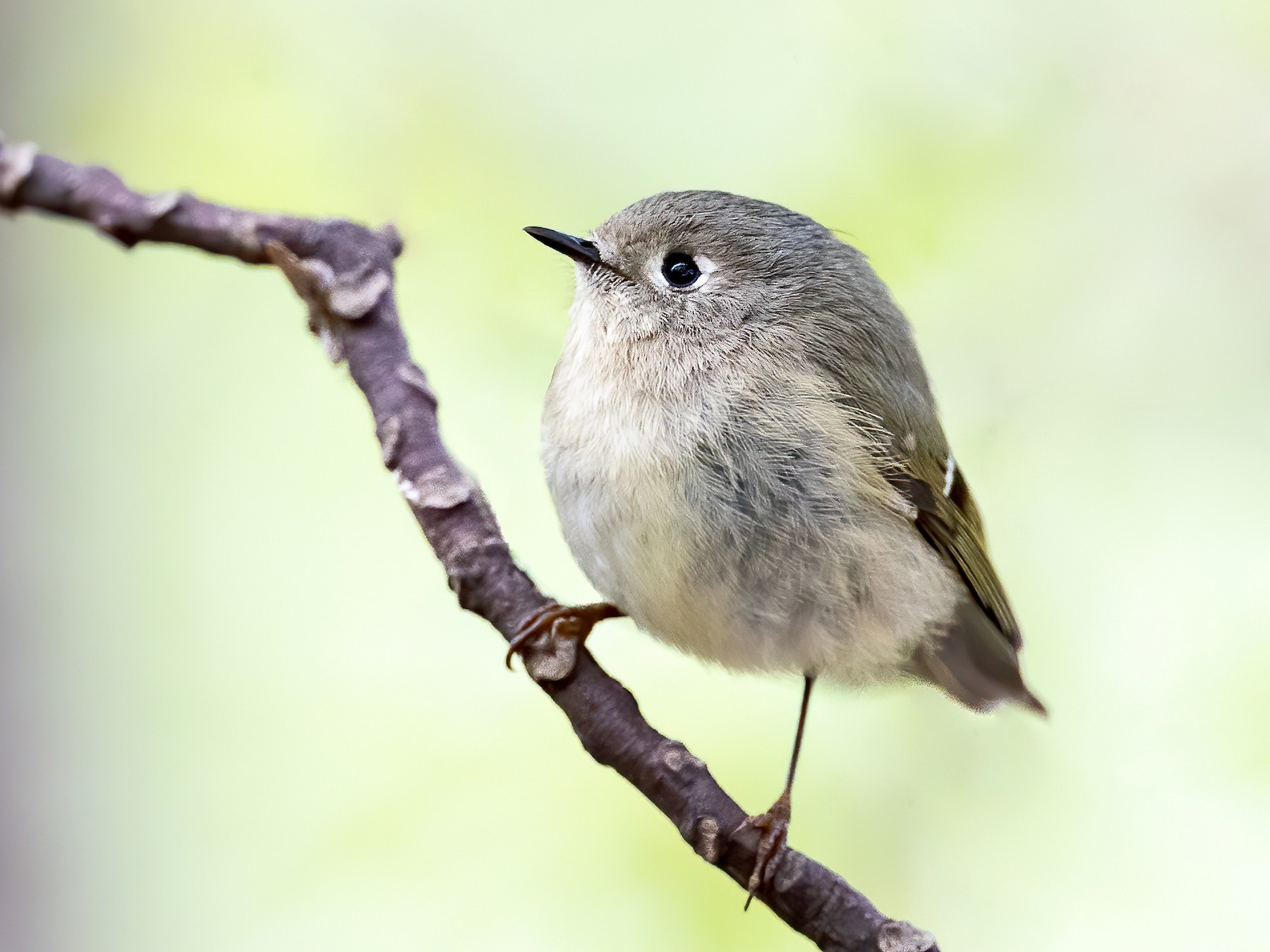 Ruby-crowned Kinglet - Ryan Sanderson