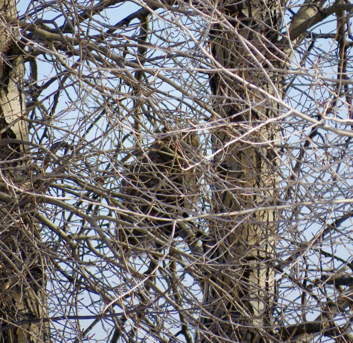 Great Horned Owl - ML308536571