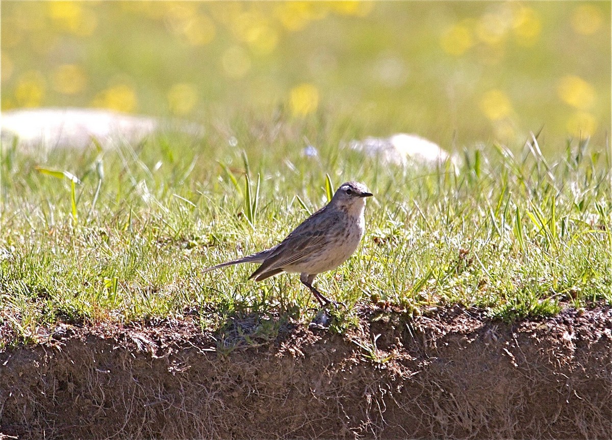 Water Pipit - ML30853721