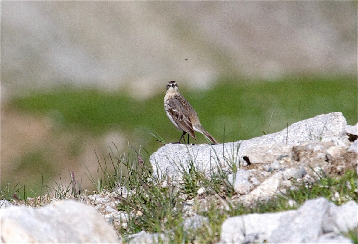 Water Pipit - ML30853731
