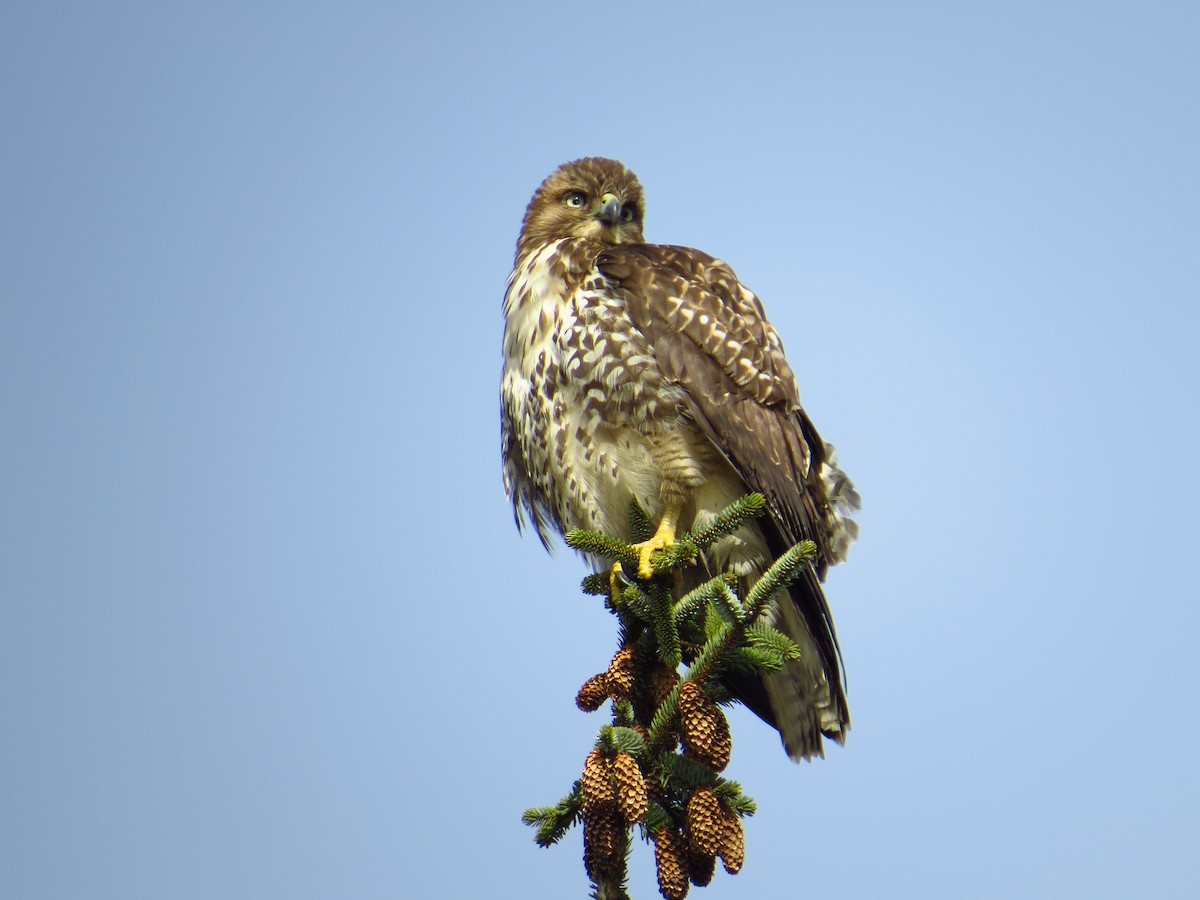 Red-tailed Hawk - ML308538721