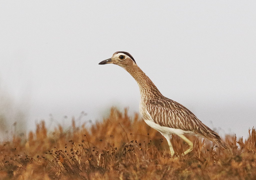 Double-striped Thick-knee - ML308540001