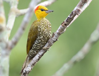 yellow woodpecker