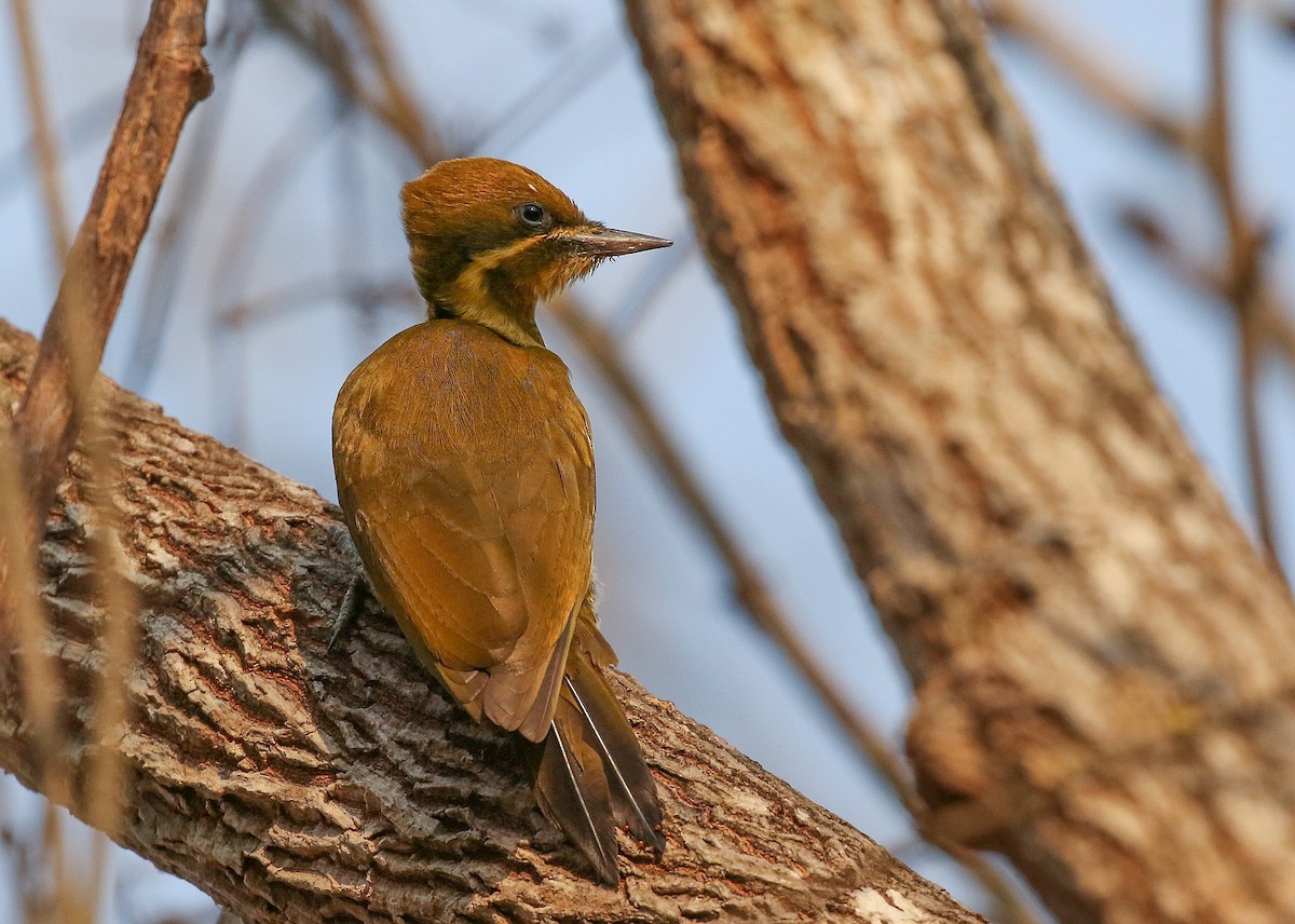 Golden-green Woodpecker - Piculus chrysochloros - Birds of the World