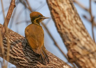  - Golden-green Woodpecker