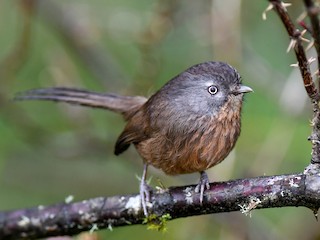 ミソサザイ ミソサザイモドキ - eBird