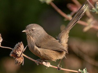 ミソサザイモドキ - eBird