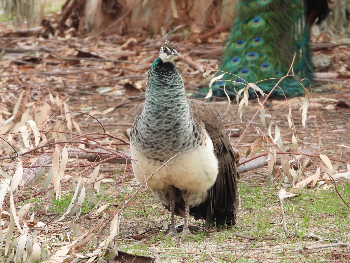 Indian Peafowl (Domestic type) - ML308547591