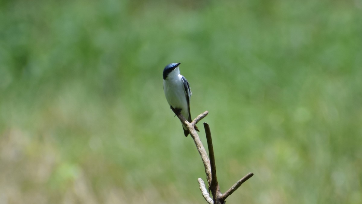 White-winged Swallow - ML308550411