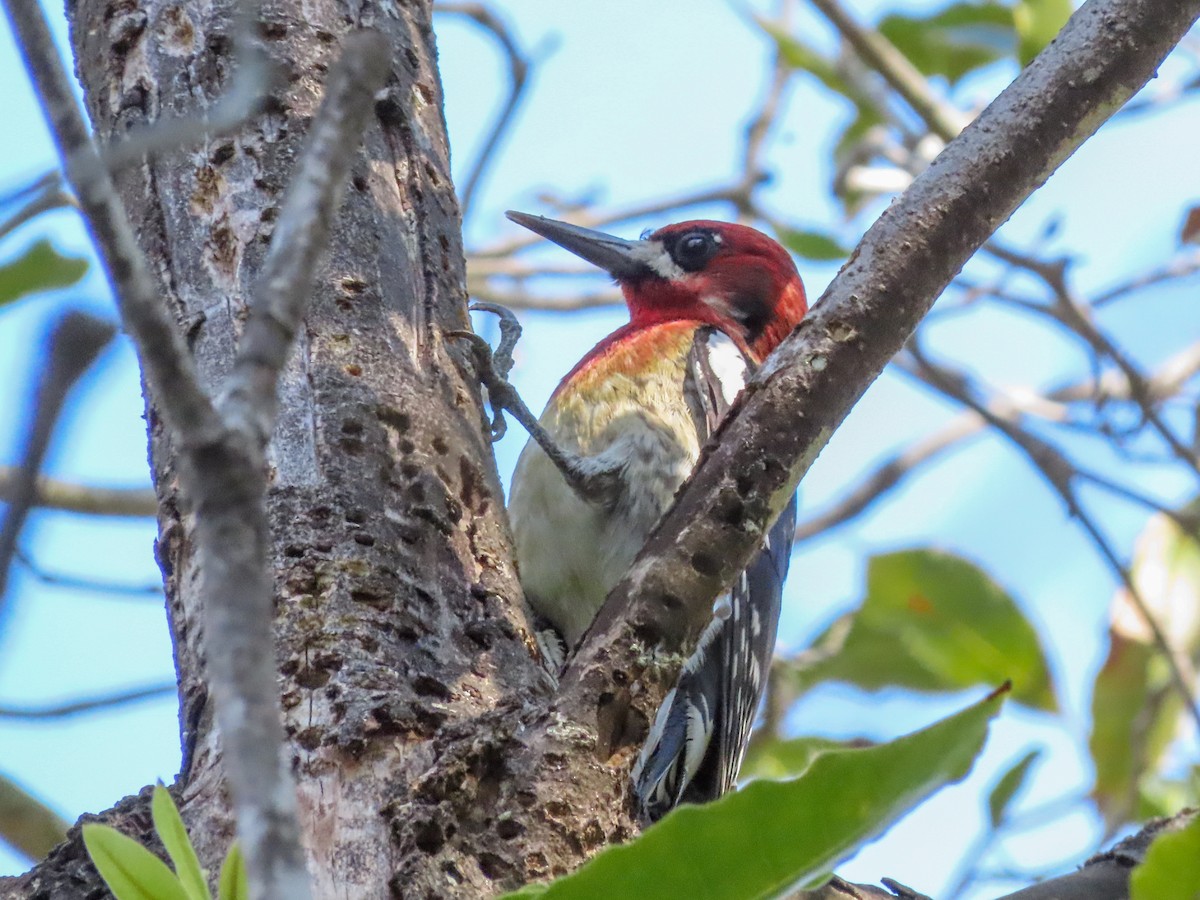 Red-breasted Sapsucker - ML308552381