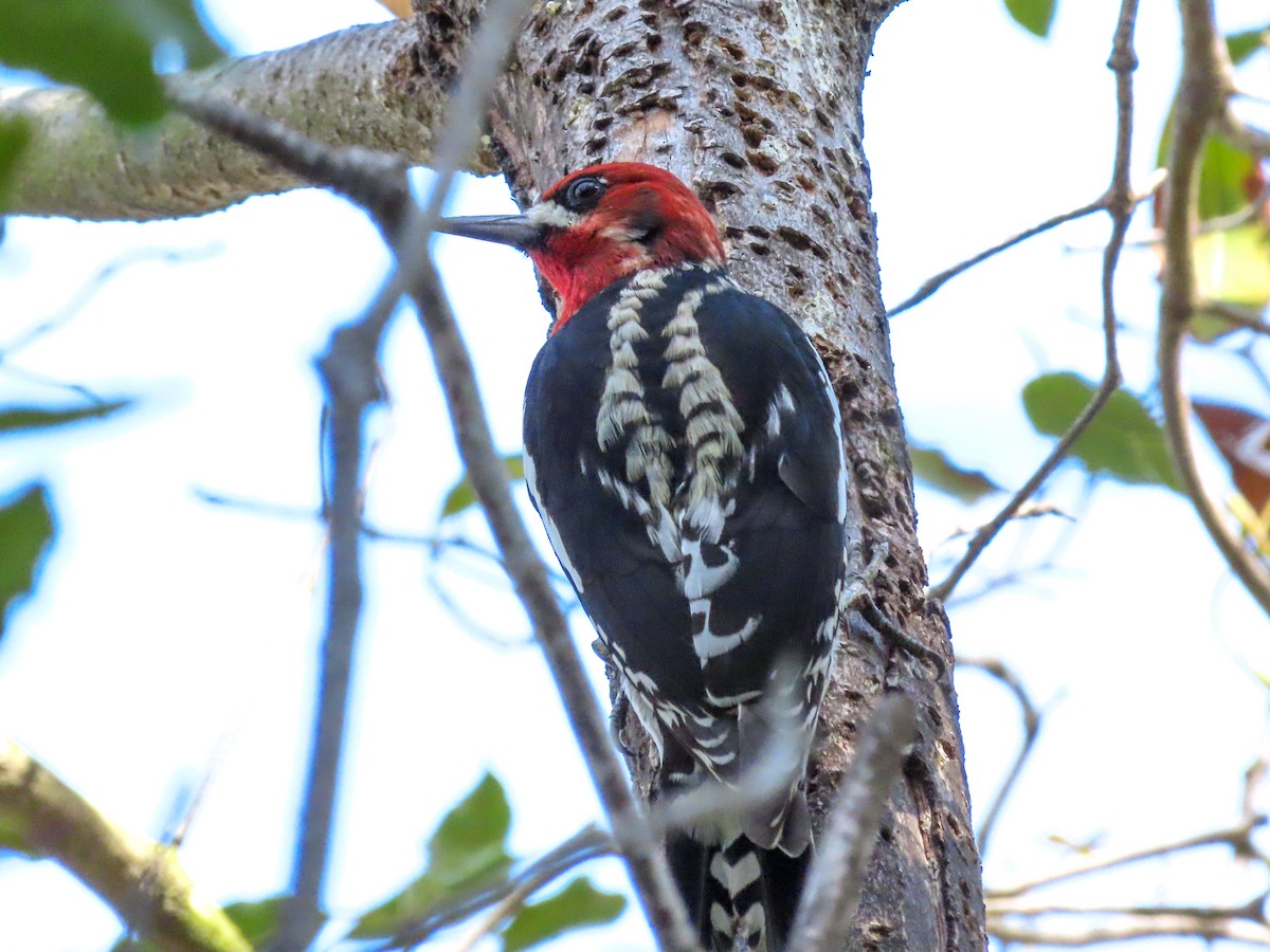 Red-breasted Sapsucker - ML308552591