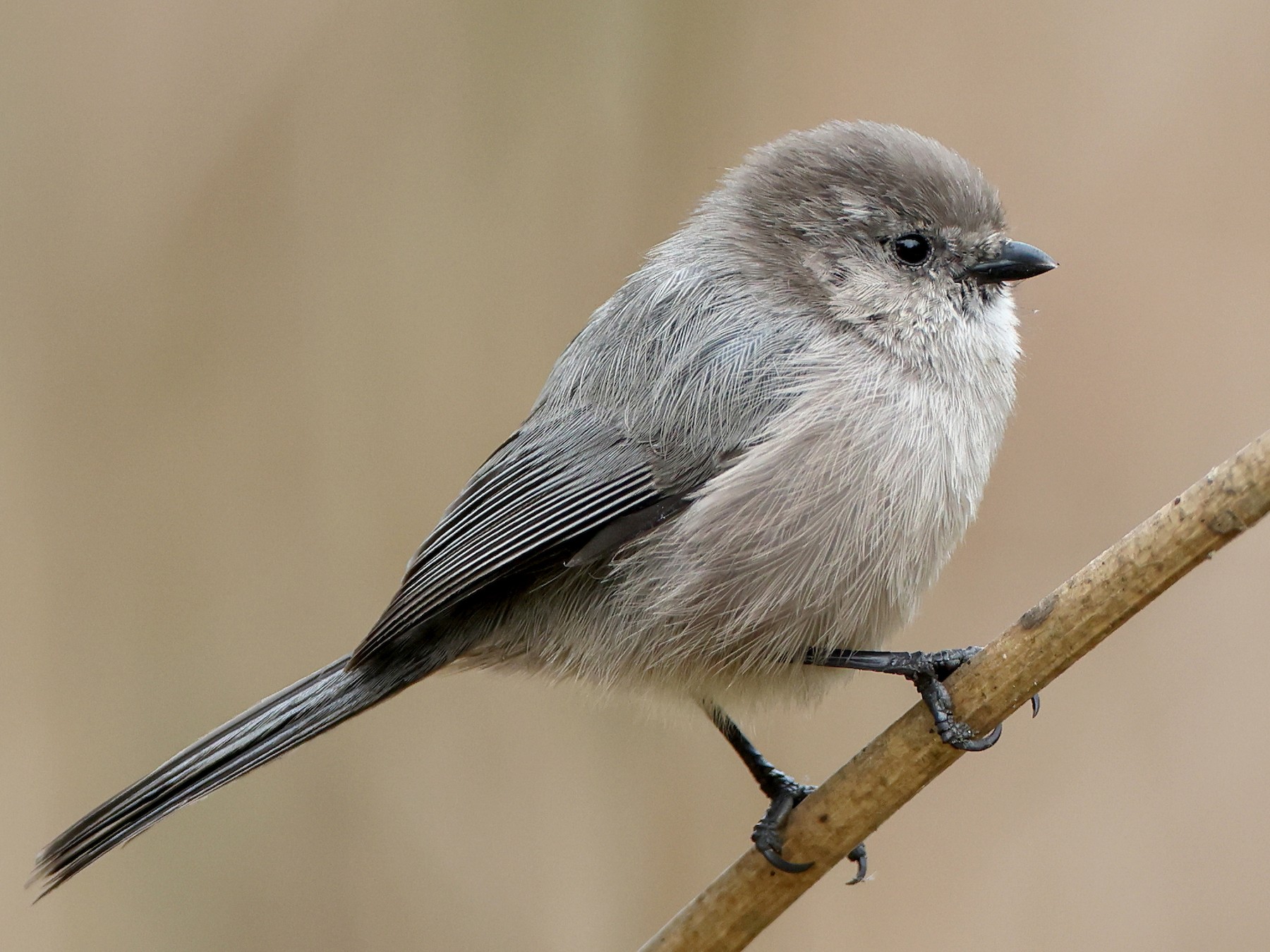 Bushtit - Paul Fenwick