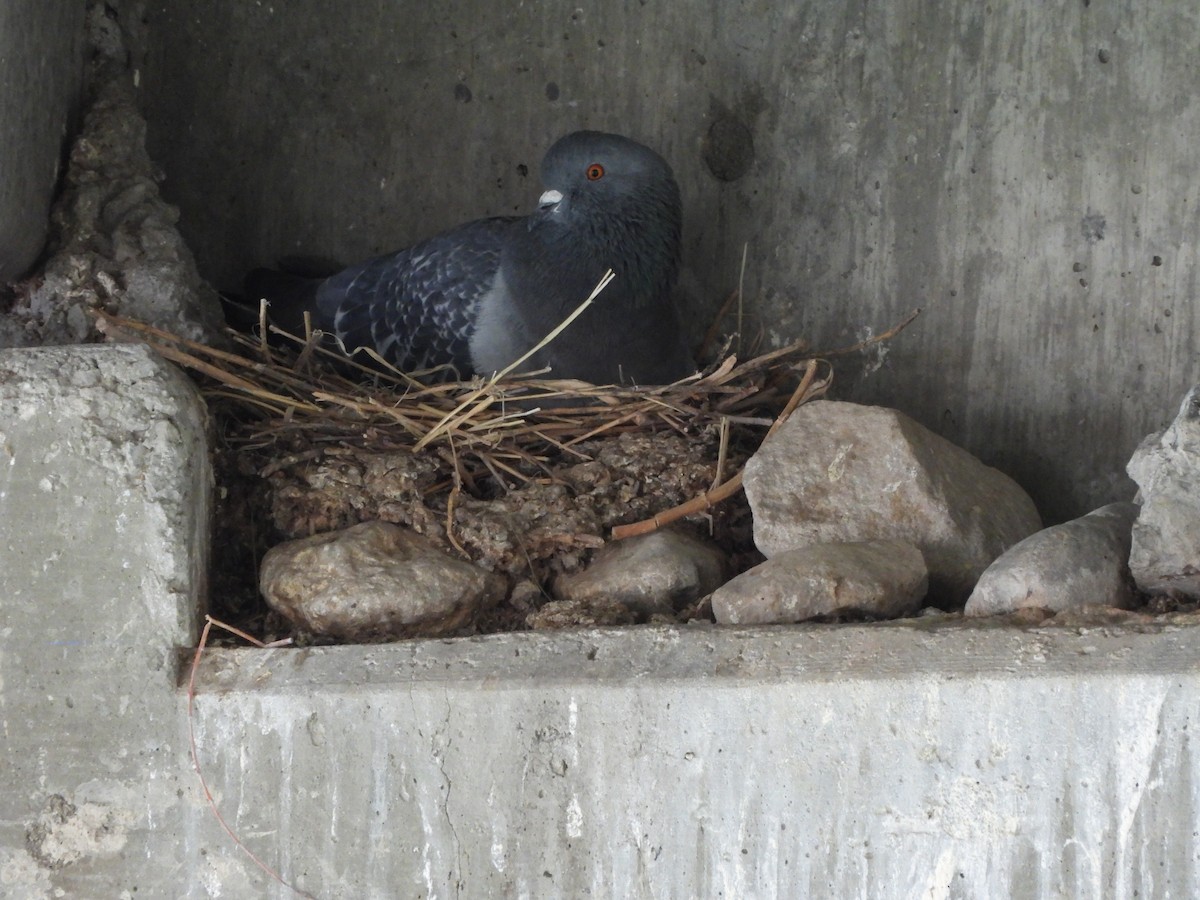 Rock Pigeon (Feral Pigeon) - Tom Wuenschell