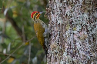  - White-browed Woodpecker