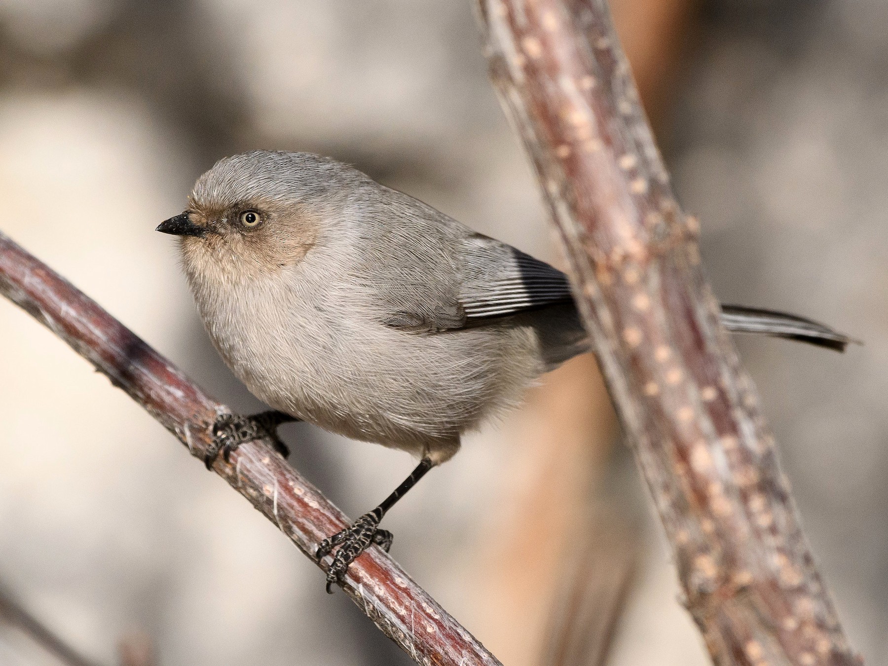 Bushtit - Darren Clark