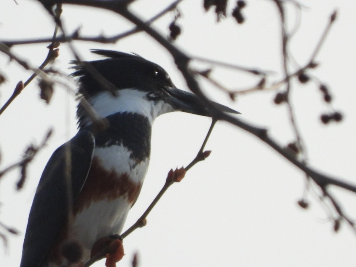 Belted Kingfisher - ML308555781