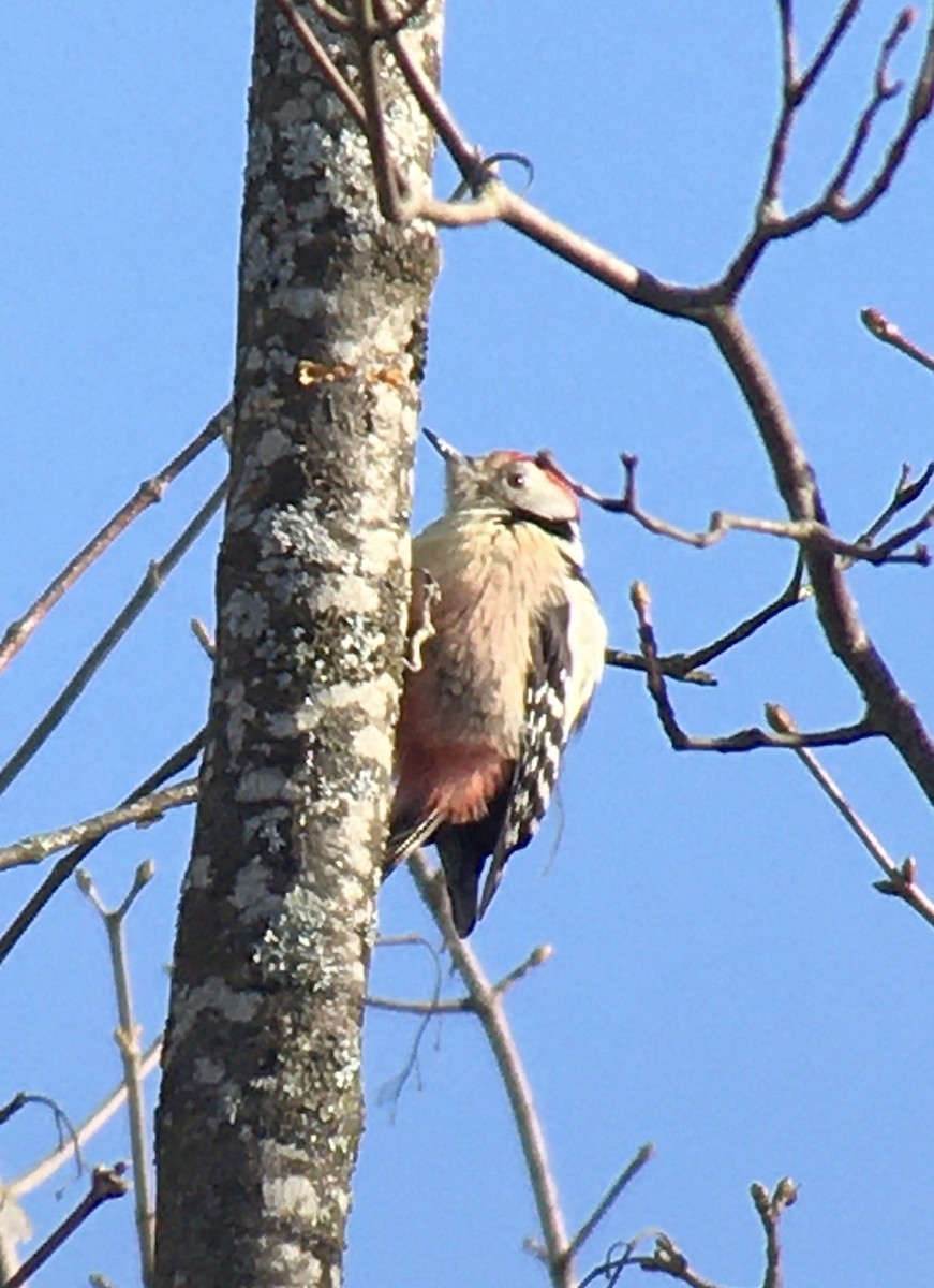 Middle Spotted Woodpecker - Ian Barker
