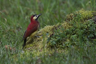  - Crimson-mantled Woodpecker (Crimson-mantled)