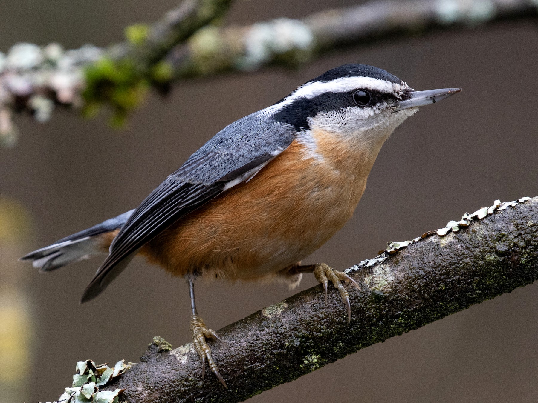 Red-breasted Nuthatch - Blair Dudeck