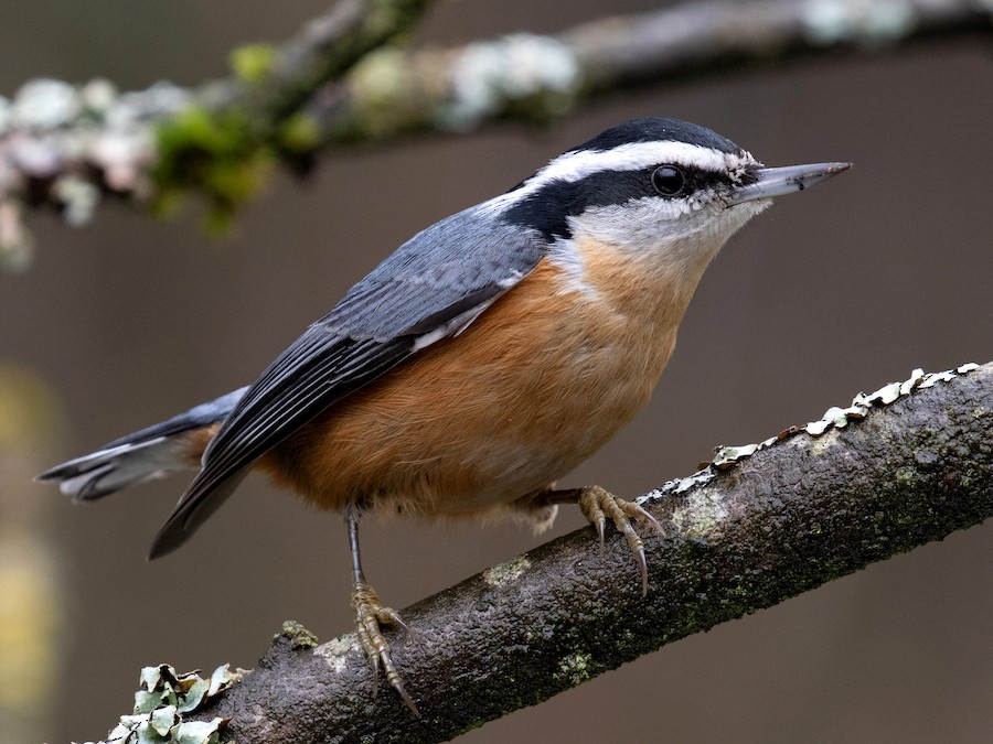 Red-breasted Nuthatch - eBird