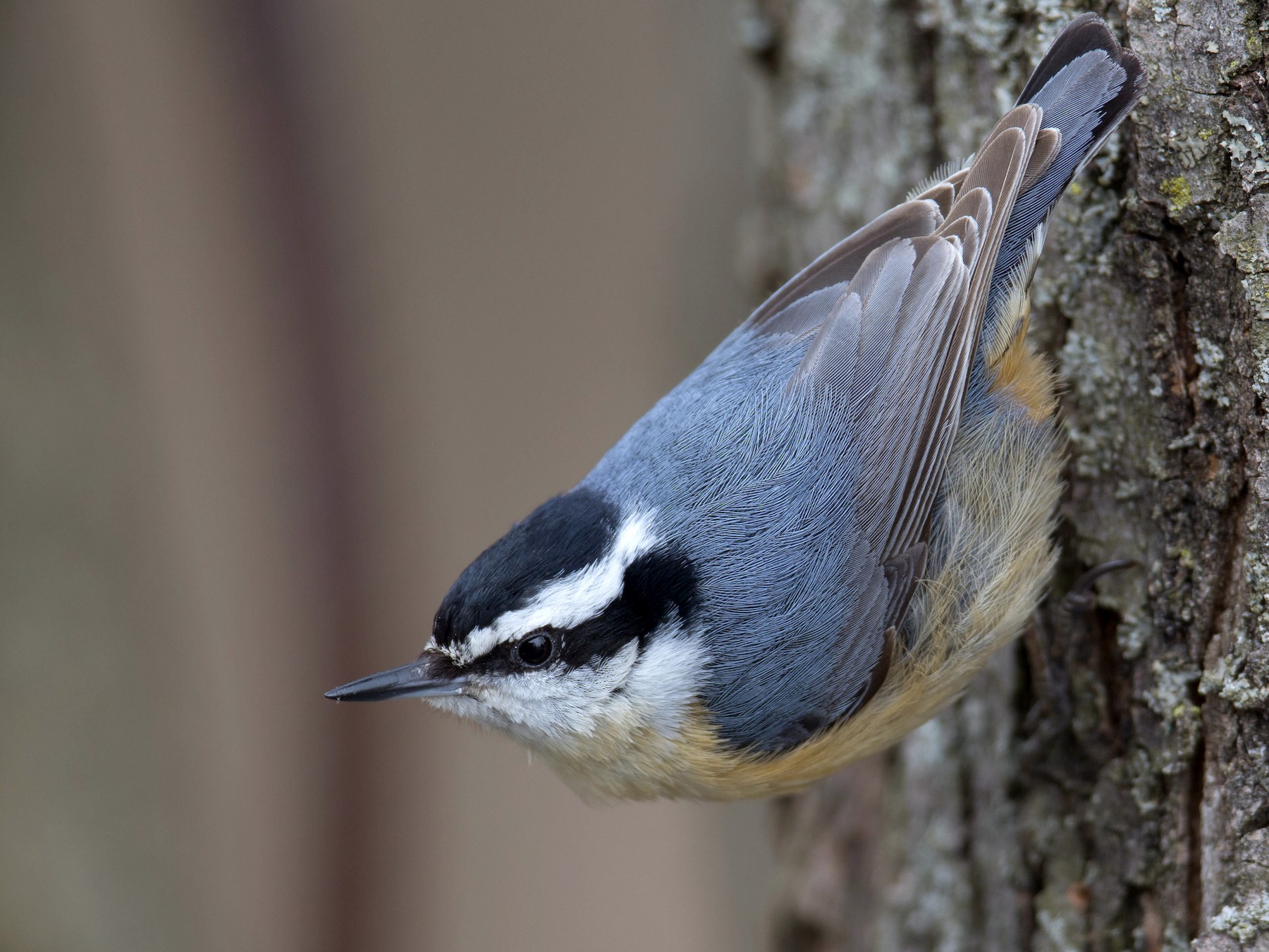 Ansøgning Borger Diagnose Amerikansk Spætmejse - eBird