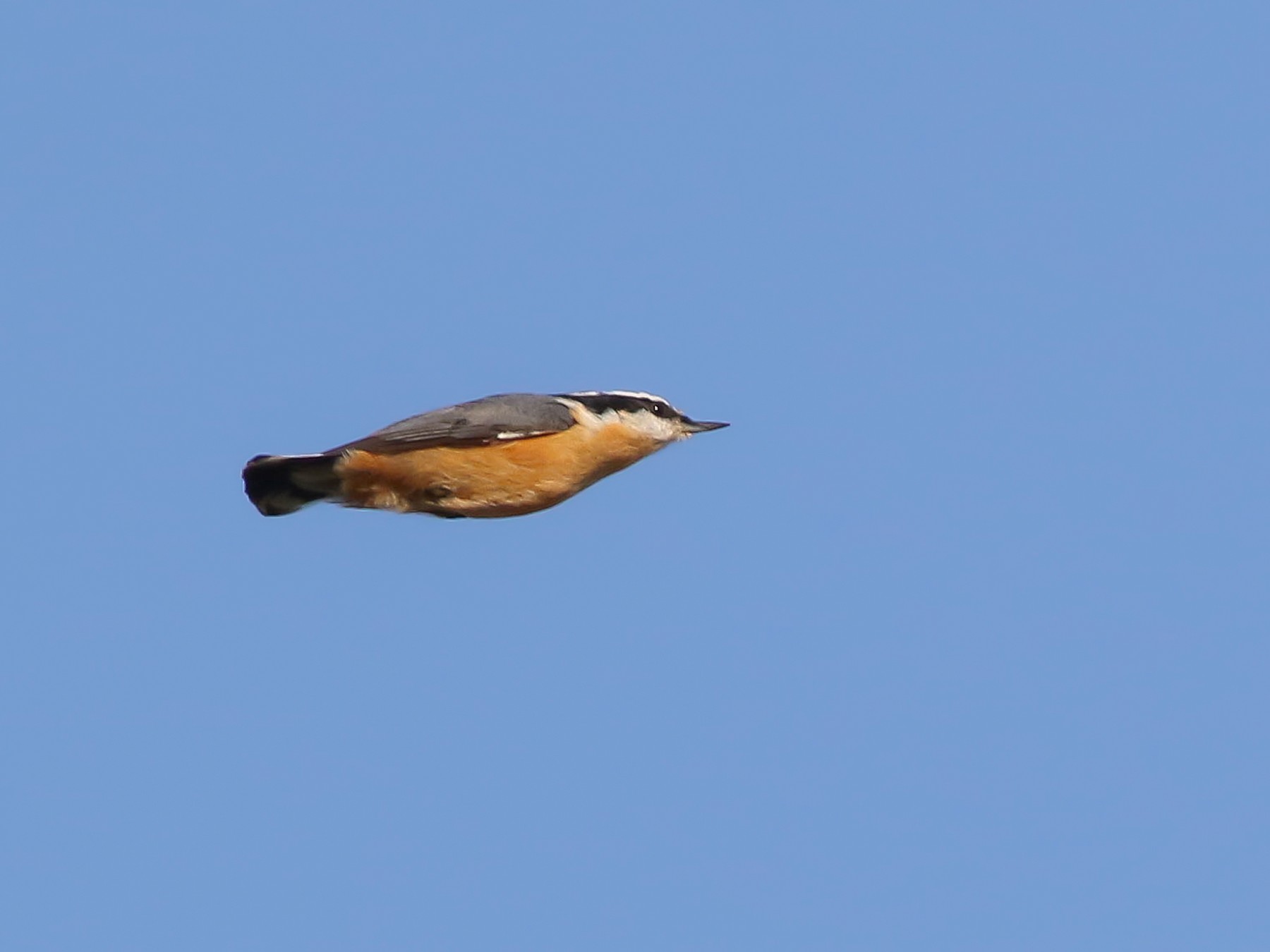 Red-breasted Nuthatch - Michael O'Brien