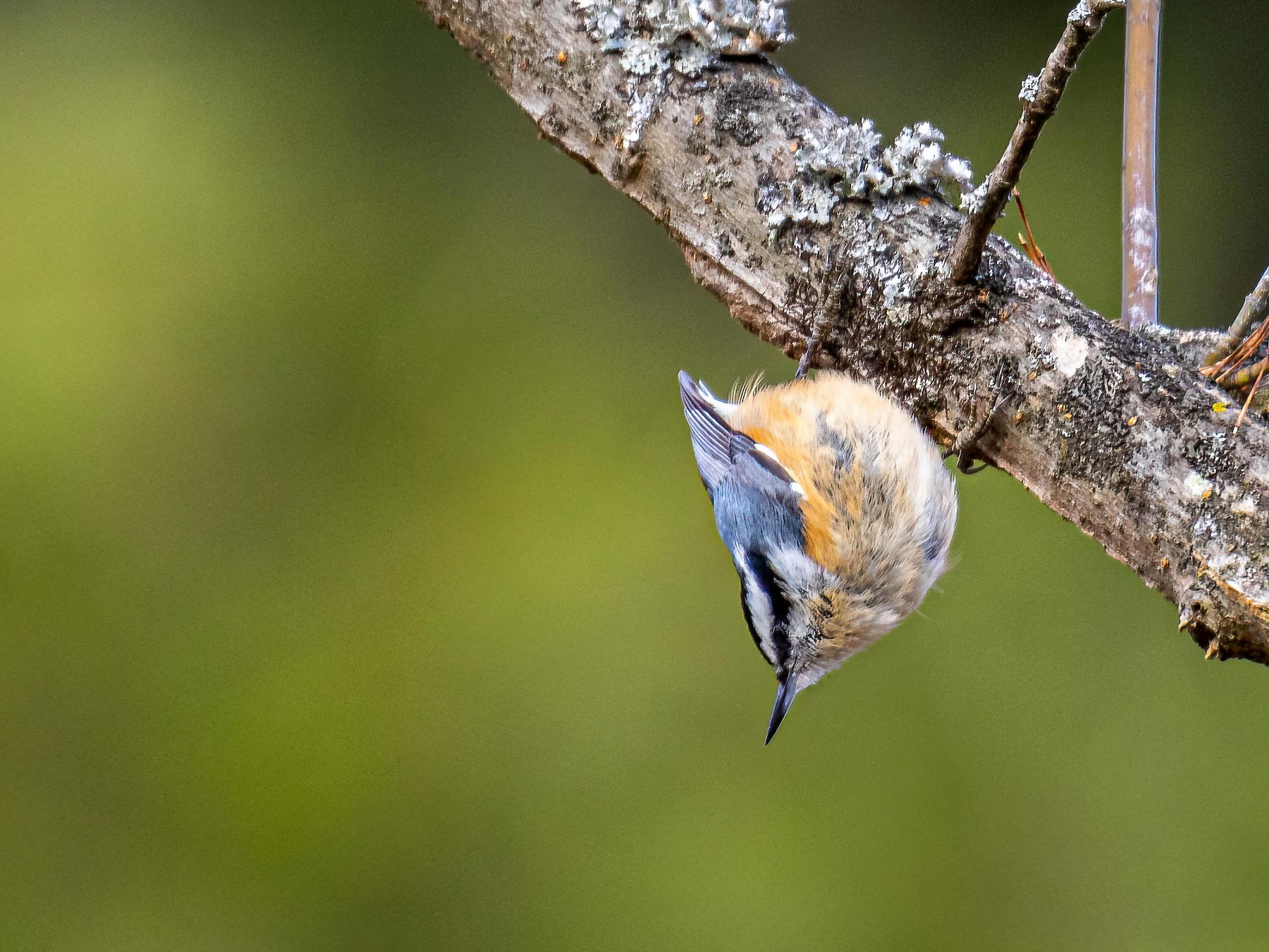 Red-breasted Nuthatch - Edward Boyd