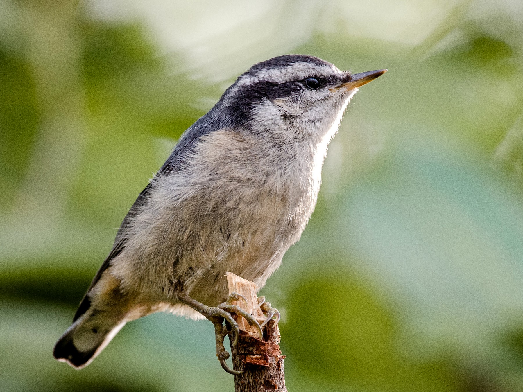 Red-breasted Nuthatch - Mason Maron