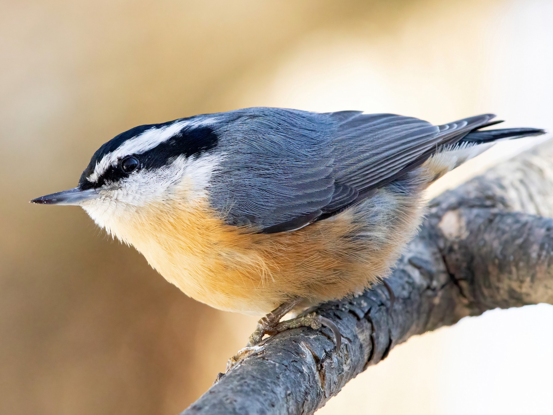 Red-breasted Nuthatch - Sam Zhang