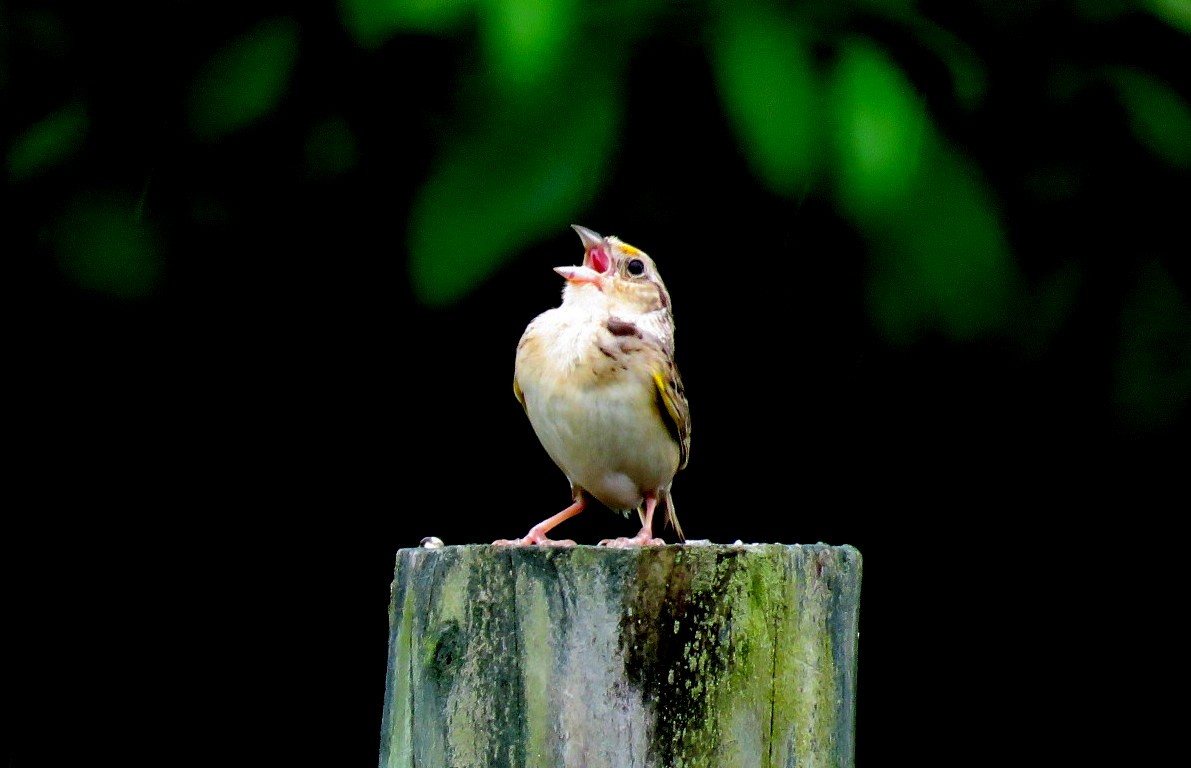 Grasshopper Sparrow - Michael Bowen