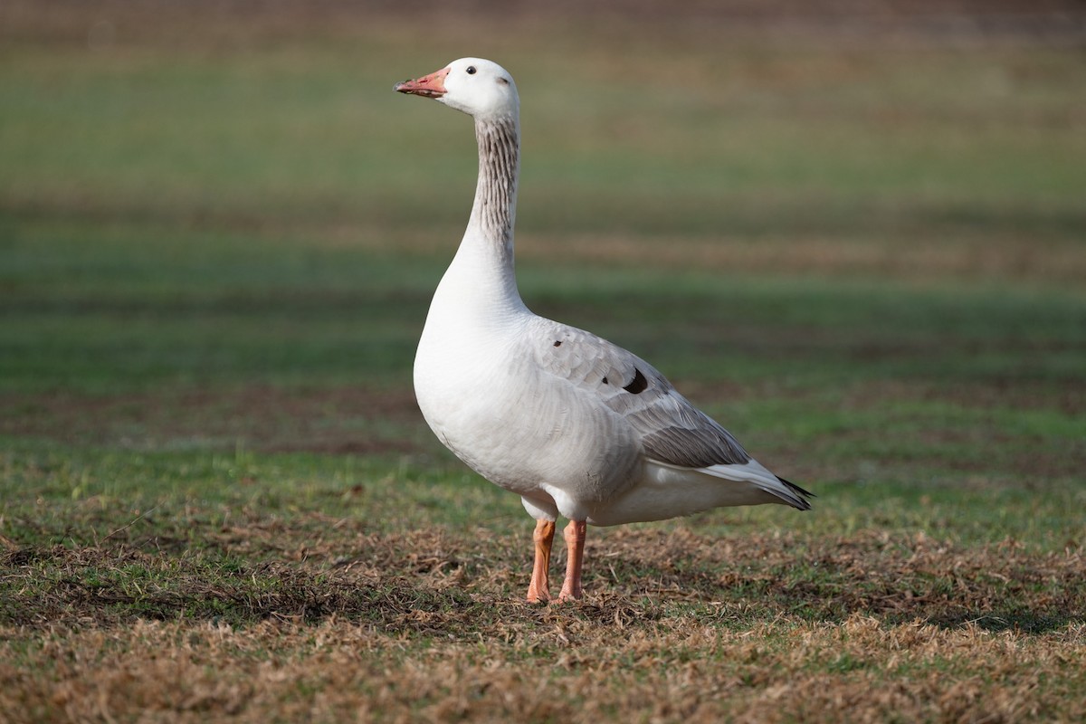 Domestic goose sp. (Domestic type) - Cynthia  Case