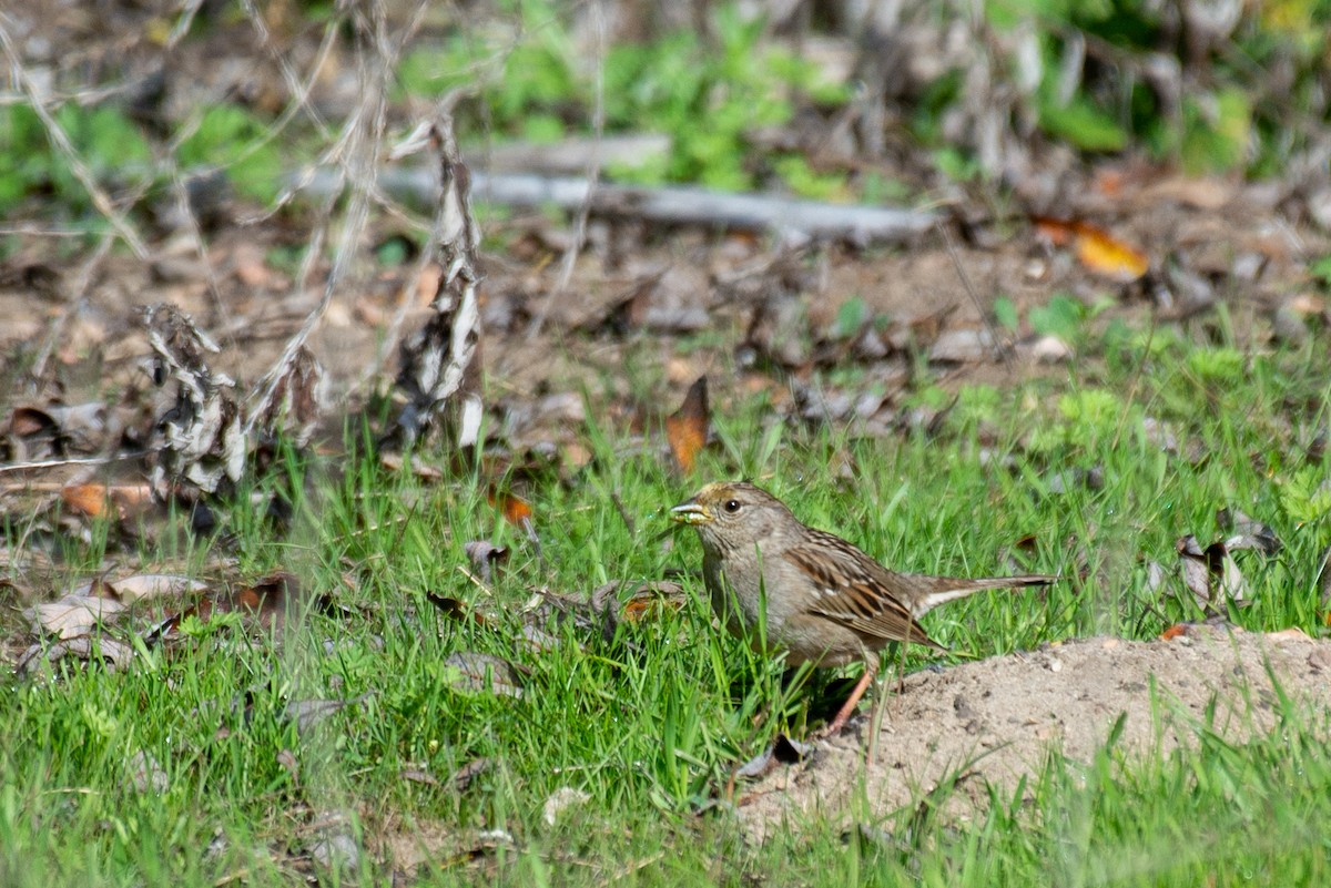 Golden-crowned Sparrow - ML308573871