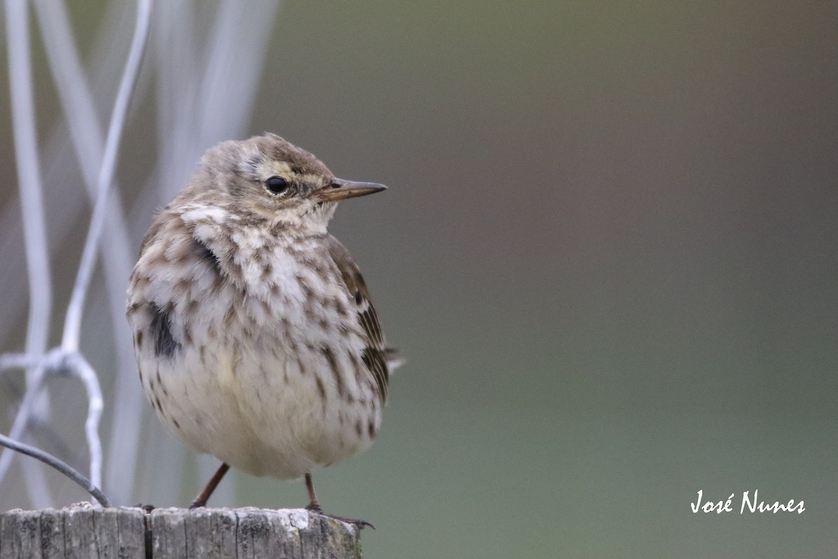 Water Pipit - ML308574931