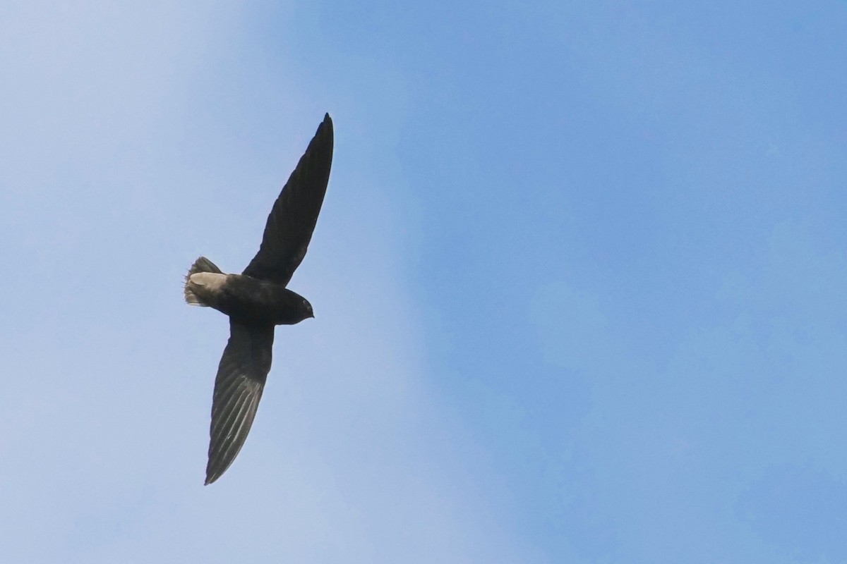Short-tailed Swift - ML308577291