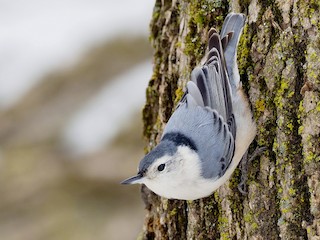  - White-breasted Nuthatch