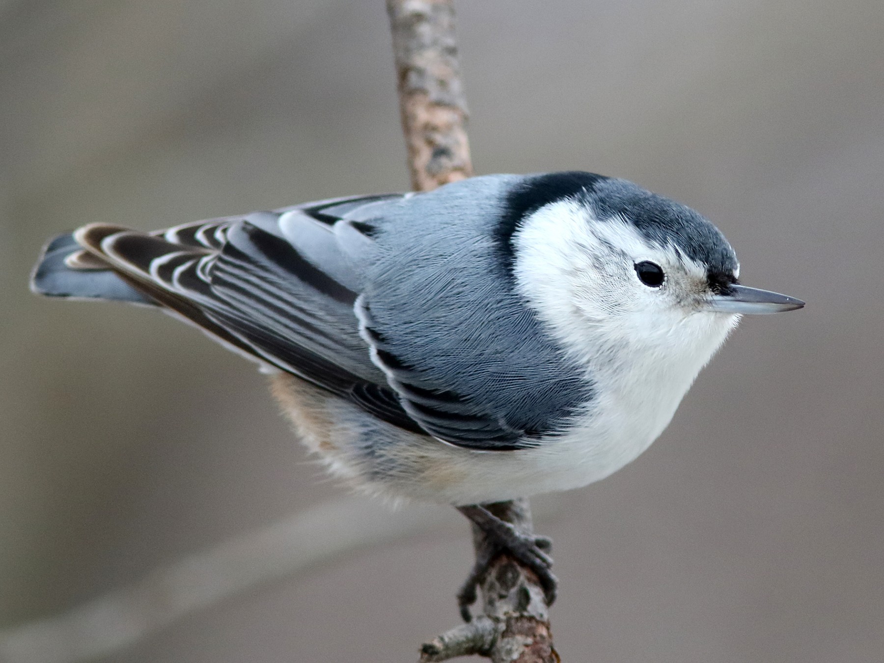 White-breasted Nuthatch - Frank Pinilla