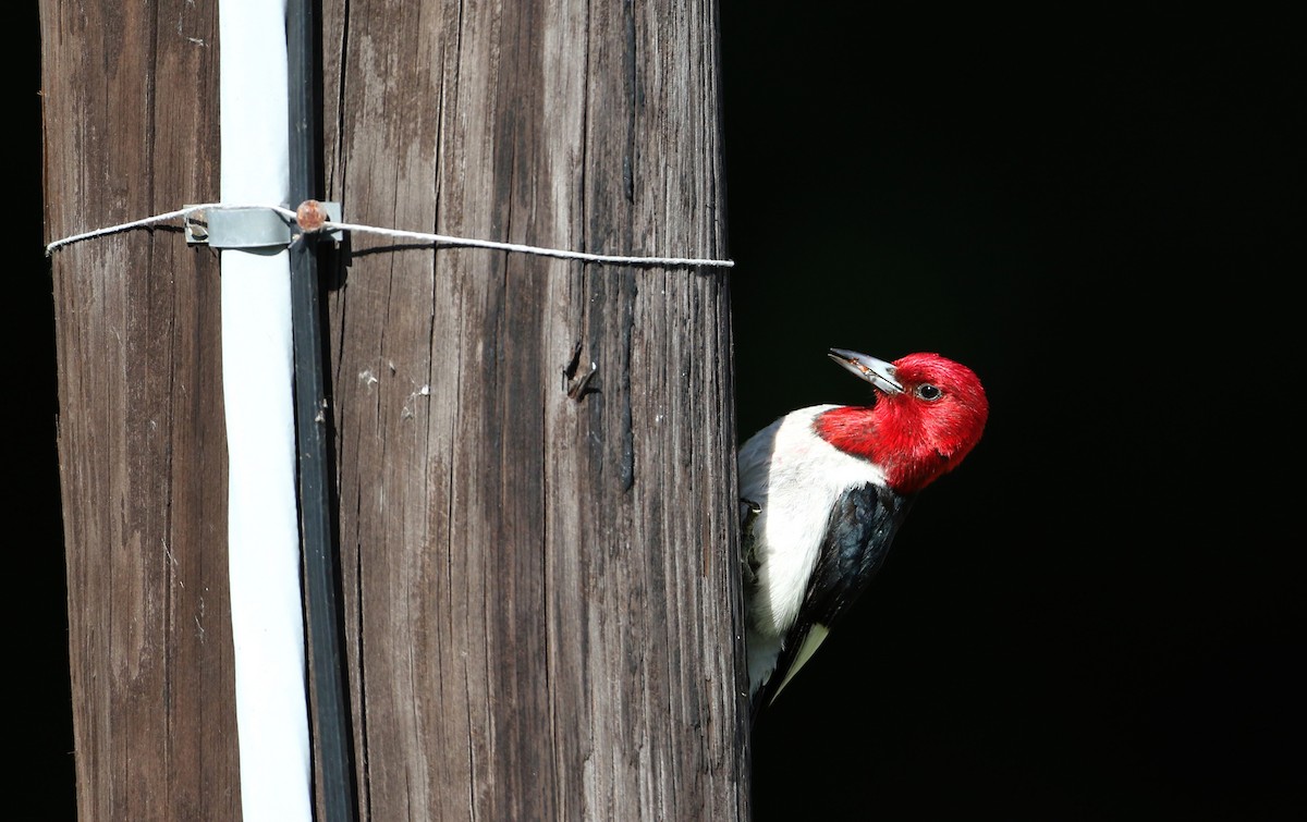 Red-headed Woodpecker - ML30857971