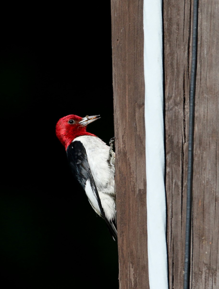 Red-headed Woodpecker - ML30857981