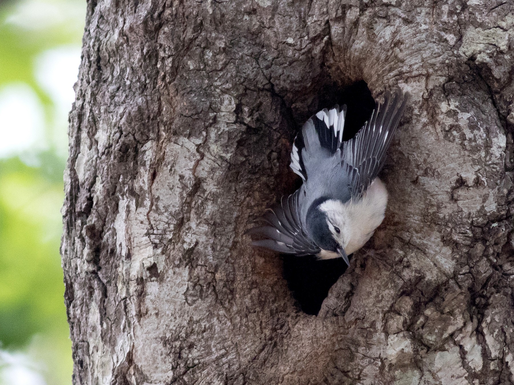 White-breasted Nuthatch - Andrew Dreelin
