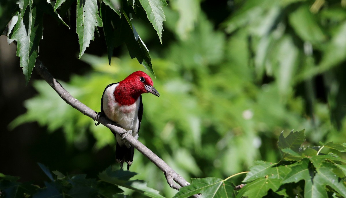 Red-headed Woodpecker - ML30858051