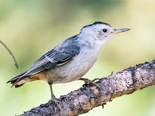 Молодая птица - Jim Merritt - ML308580541