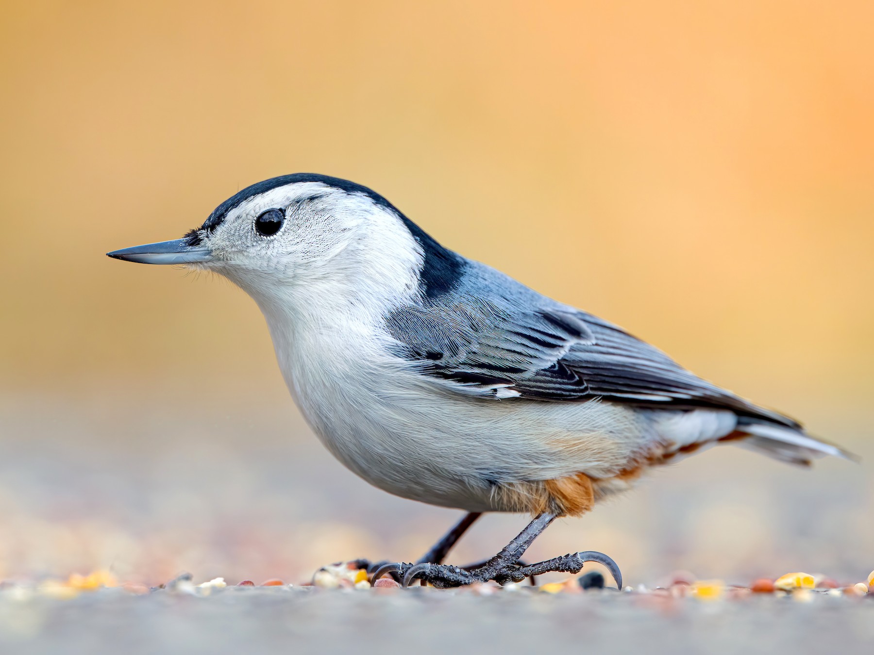 White-breasted Nuthatch - Ryan Sanderson