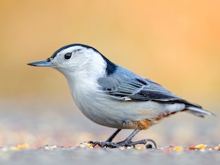  - White-breasted Nuthatch