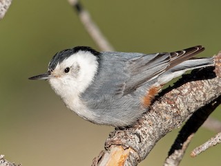  - White-breasted Nuthatch (Interior West)