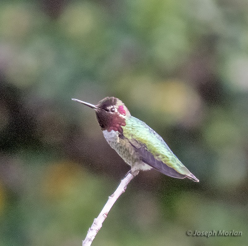 Anna's Hummingbird - ML308584461