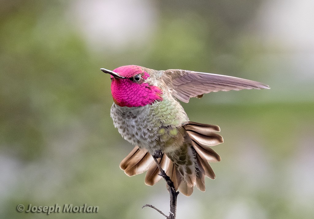 Anna's Hummingbird - ML308584471