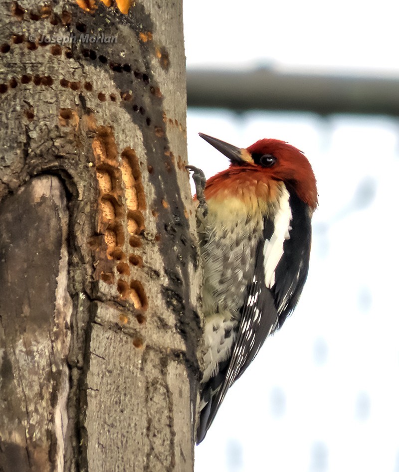 Red-breasted Sapsucker (ruber) - ML308584681