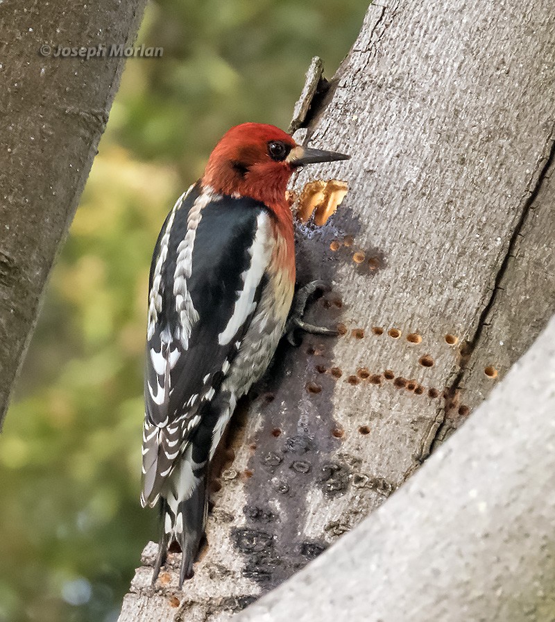 Red-breasted Sapsucker (ruber) - ML308584691